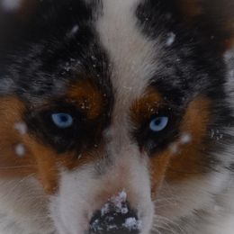 American Corgis and Pembroke Welsh Corgis from Prairie Moon Stockdogs