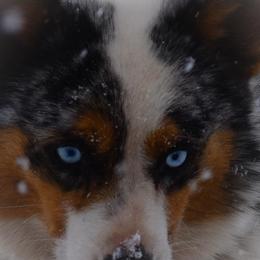 American Corgis and Pembroke Welsh Corgis from Prairie Moon Stockdogs