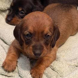 Girl 2 - Black and cream female Dachshund puppy in Surprise, Arizona from Mighty Little Dachshunds