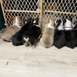 Pembroke Welsh Corgi Puppies from Fuzzy Butt Corgis