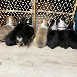 Pembroke Welsh Corgi Puppies from Fuzzy Butt Corgis