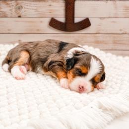 Jaime - Merle male Bernedoodle puppy in Hudson, Indiana from TurkeyCreek-K9