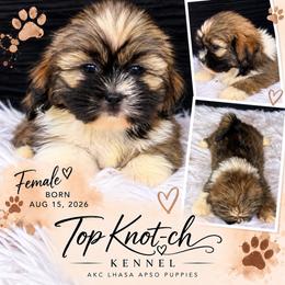 Cinnamon - Grizzle female Lhasa Apso puppy in Middleburgh, New York from Top Knotch