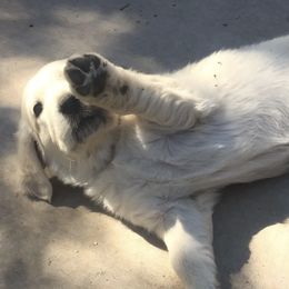 Golden Retrievers from Our English Goldens