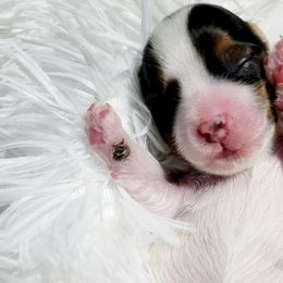 Girl 1 - Yorkshire Terrier puppy in Marble Hill, Missouri from LeGrands Parti Pups