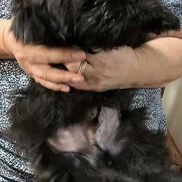 Shih Tzu Puppies from Little Lions West