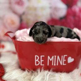 Fleur - Dapple female Dachshund puppy in Westport, Kentucky from Lonestar Creek Farm