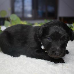 Grey - Black and white male Aussiedoodle puppy in Angola, Indiana from Classic City Doodles