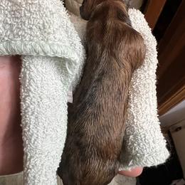 Dachshund Puppies from Witchy Woman’s Wiener’s