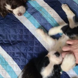 English Springer Spaniel Puppies from Savannah River Springers