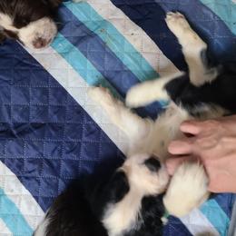 English Springer Spaniel Puppies from Savannah River Springers