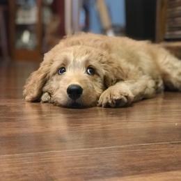 Goldendoodle Puppies from KandE Doodles