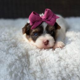 Gwen - Parti female Yorkshire Terrier puppy in Liberty, Texas from Tiny Yorkshire pups