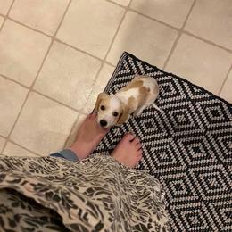 Dachshund Puppies from HP Dachs