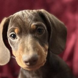 Dachshunds from Funny Farm Dachshunds
