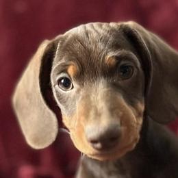 Dachshunds from Funny Farm Dachshunds
