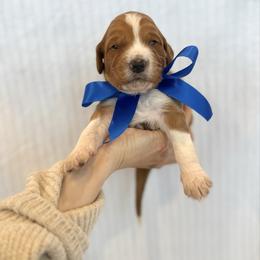 FIG - Apricot male Goldendoodle puppy in Independence, Oregon from Ankeny Doodles