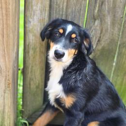 Whitman - Black tri male Miniature Australian Shepherd puppy in Killen, Alabama from Wilkers Wholehearted Mini Aussies