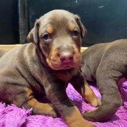 Doberman Pinscher Puppies from Kiziah Dobermans