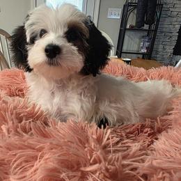 Prada (Parti) - Parti female Yorkipoo puppy in Duncan, South Carolina from Sonshine Yorkies