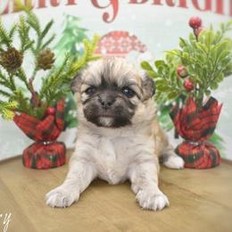 Mary- AKC - Black sabled fawn female Chihuahua puppy in Bulls Gap, Tennessee from Smokey Mountain Chihuahuas