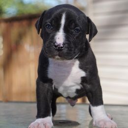 American Bully Puppies from Herrera’s K9’s
