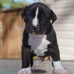American Bully Puppies from Herrera’s K9’s