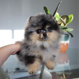 Pomeranian Puppies from Eelan’s Poms
