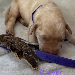Clover - Yellow female Labrador Retriever puppy in Grants Pass, Oregon from KnR Antler Dogs ~ Labrador Retrievers & Corgis