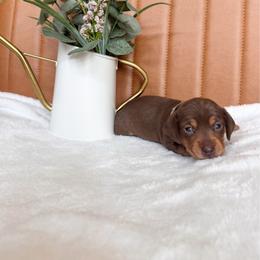 Kona - Chocolate and cream male Dachshund puppy in Jacksonville, Florida from Florida Dippin’ Dachshunds & Aussiedoodles