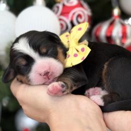 Daisy - Tri-color female Bernese Mountain Dog puppy in Yuciapa, California from AlltheDoodlez_