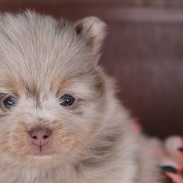 AKC Templeton - Chocolate merle male Pomeranian puppy in Albany, Indiana from Hatz Off Puppies
