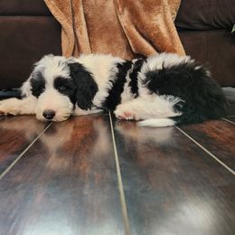 Sheepadoodle Puppies from Iroz doodles