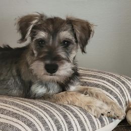 Miniature Schnauzers from Puppy Love Forever