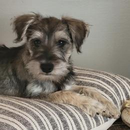 Miniature Schnauzers from Puppy Love Forever