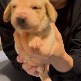 Athena - Lemon and white female Basset Hound puppy in Dalton, Georgia from Pride Rock Basset Hounds