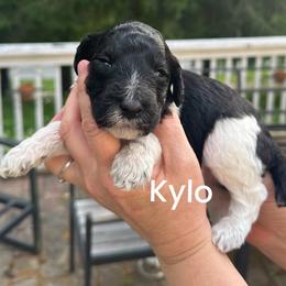 Kylo - Parti male Poodle puppy in Prosperity, Pennsylvania from Stelladoodles & Company