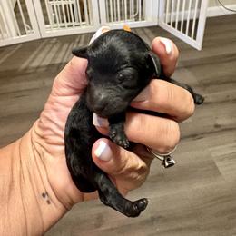 Girl 1 - female Poodle puppy in Carrollton, Georgia from Dande Poodles, LLC