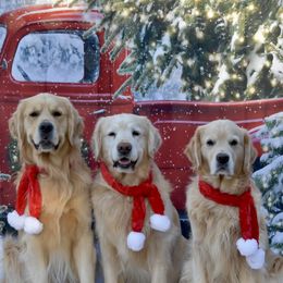 Golden Retrievers from Coldstream Goldens
