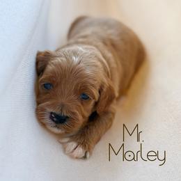 Mr. Marley - Red  male Goldendoodle puppy in Sacramento, California from Dandy Doodles Goldendoodles