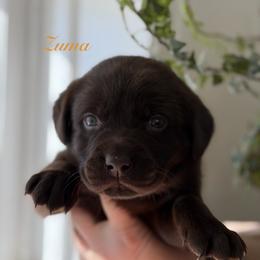 Zuma - Chocolate male Labrador Retriever puppy in Tomahawk, Wisconsin from Mahner Labs