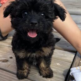 Hero - Black phantom male Aussiedoodle puppy in Knoxville, Tennessee from Legacy Farm