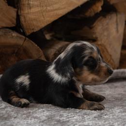Girl 2 - Dapple female Dachshund puppy in Stilwell, Oklahoma from Ross's Desert Doxies