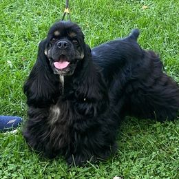 Cocker Spaniel and English Cocker Spaniel All Grown Up from Jesselle Cocker Spaniels