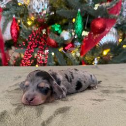 Boy 1 - male Dachshund puppy in Woodbine, Georgia from Coastal Bluff Pups