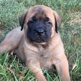 Julien - Apricot male Mastiff puppy in Carthage, Missouri from Mama’s Mastiffs