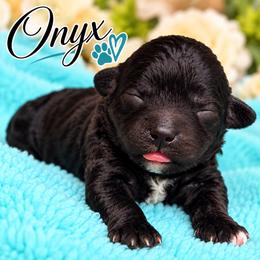 Onix - Black male Shihpoo puppy in Cooper City, Florida from Jenny La Bone