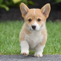 Gina - Red female Pembroke Welsh Corgi puppy in Lititz, Pennsylvania from GoldStar Corgis (License Number 18519)