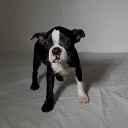 Suzy - Black and white female Boston Terrier puppy in London, Kentucky from Puppy Love