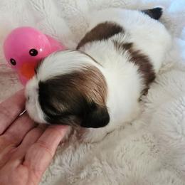 Pebbles - Gold and white female Shih Tzu puppy in Fallon, Nevada from Grandma Ts Precious Puppies